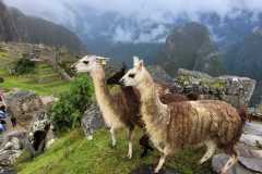 14-WhatsApp-Image-2025-03-15-at-01.21.38p